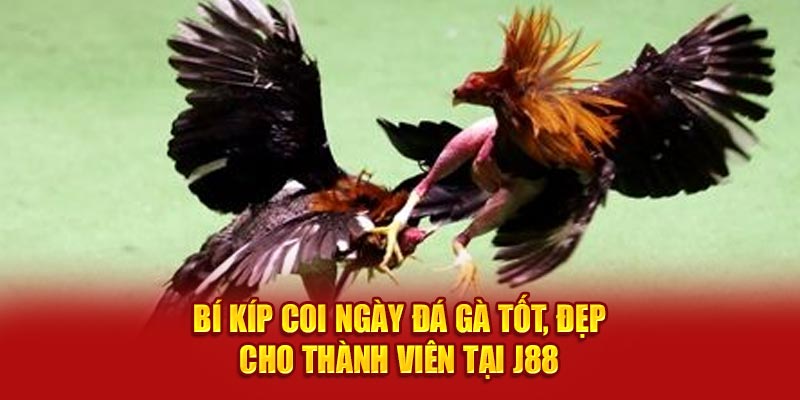 Bí kíp coi ngày đá gà tốt đẹp cho thành viên J88