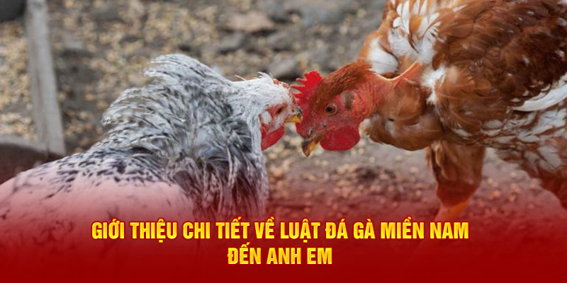 Giới thiệu chi tiết về luật đá gà miền Nam đến anh em 