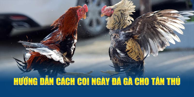 Hướng dẫn cách coi ngày cho tân thủ