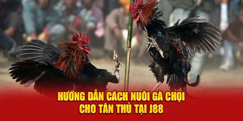 Hướng dẫn cách nuôi gà chọi cho tân thủ tại J88