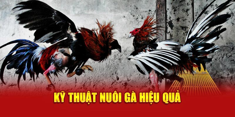 Cách nuôi gà chọi hiệu quả