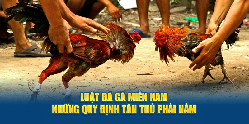 Luật đá gà miền Nam những quy định tân thủ phải nắm