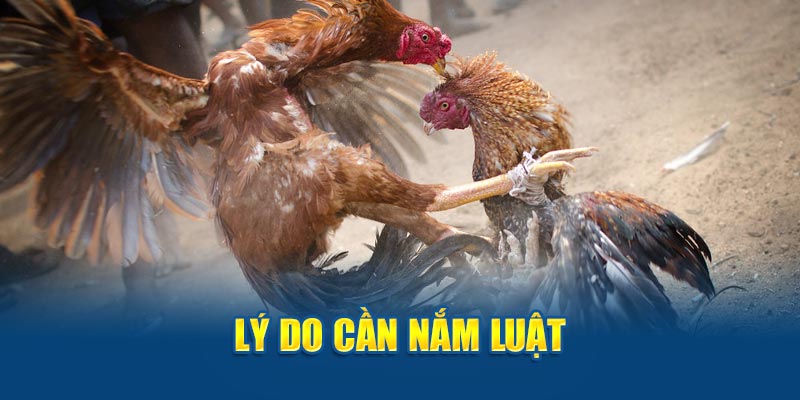 Lý do cần nắm luật đá gà miền Nam