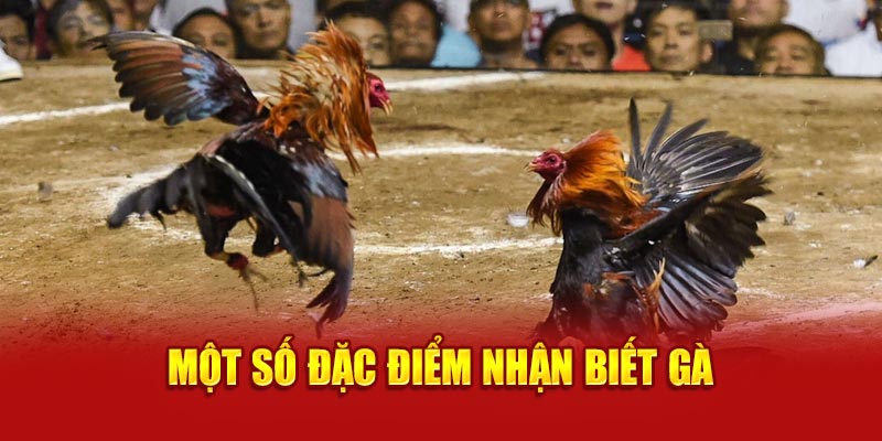 Một số đặc điểm nhận biết gà