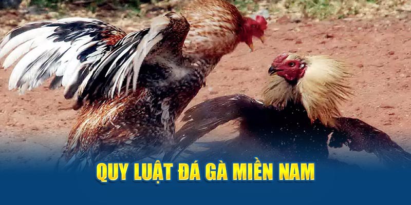 Quy định đá gà miền Nam