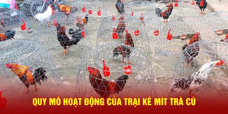 Quy mô hoạt động của trại