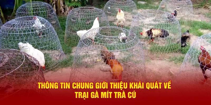 Thông tin chung giới thiệu khái quát về Trại Gà Mít Trà Cú