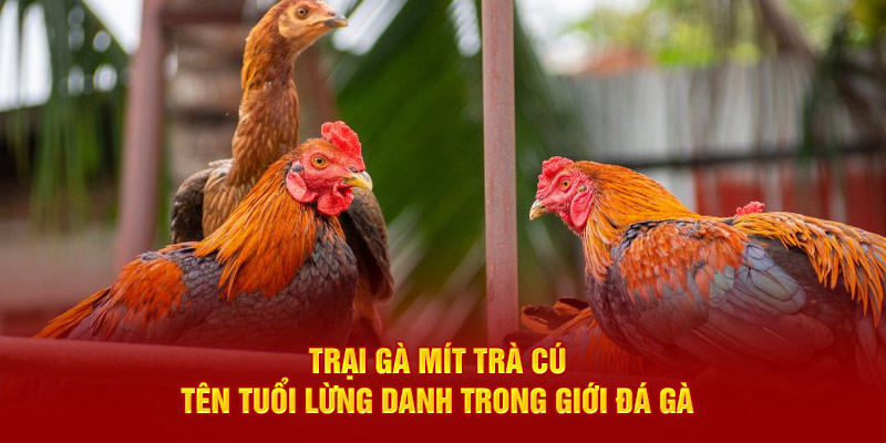 Trại gà mít trà cú tên tuổi lừng danh